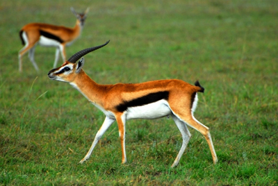 ������ � ������ ���������