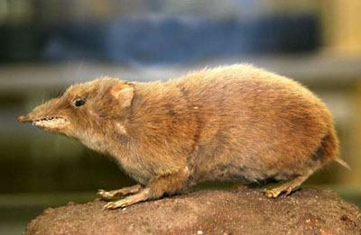 ������� � �������� ����������� ���