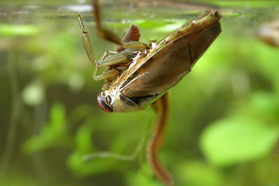 ������ � �������� ��������� �������-����������