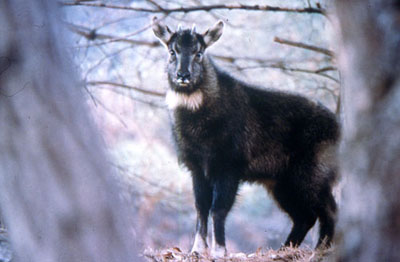 ����� � ��������� ������������ �����