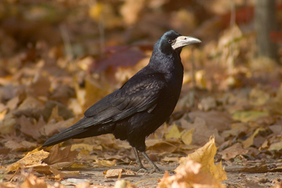 ���� � �������� ������ ��������