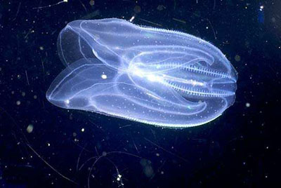 ��������� � ����������� ��������