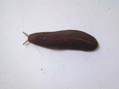 ��������� ������