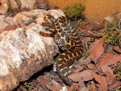 ������ �������