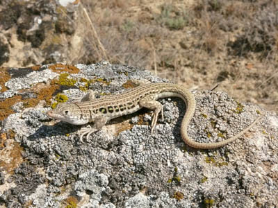 ��������� ������