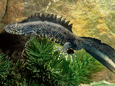 ����������� ������