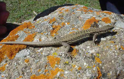 ���������� �������