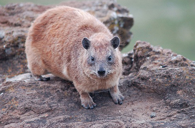 ����� � ��������� ������������� � ������� ��������