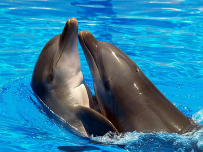 ������� � ����������� �������������