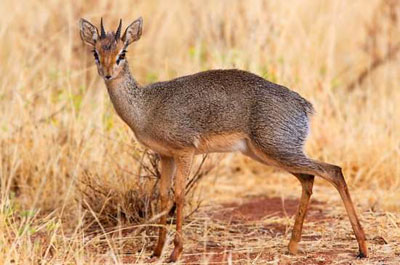 ���-��� � ��������� �������� ��������