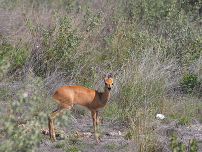 ����� � �������� �������� ��������