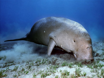 ������ � ������� ����������