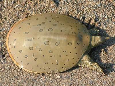 ��������������� ��������