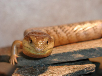 ����������� �����