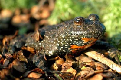 �������� ������������ � ����� �������