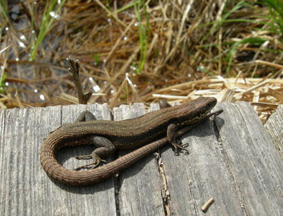 ����������� �������