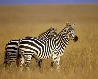 ����� � ������������ ��������� ������