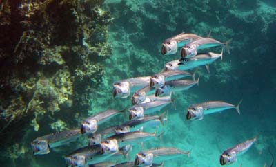 ������� ������� � ������ �������