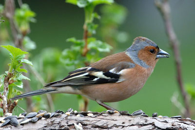 ������ � �����-��������