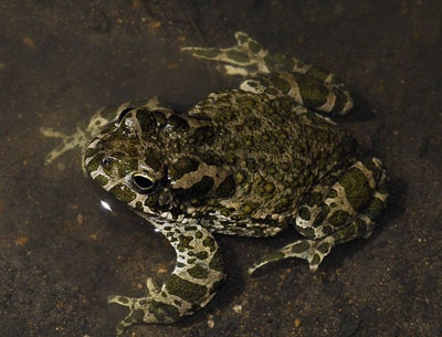 ������� ����