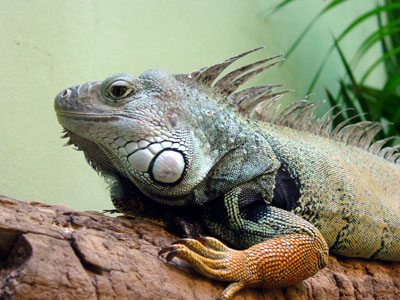 ������ � ������� � ��������� �������