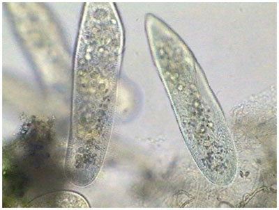 ��������� ��������